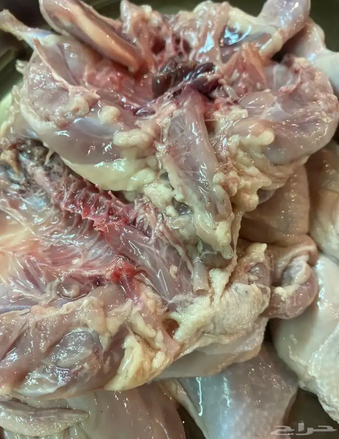 سمان كبار شحم 2