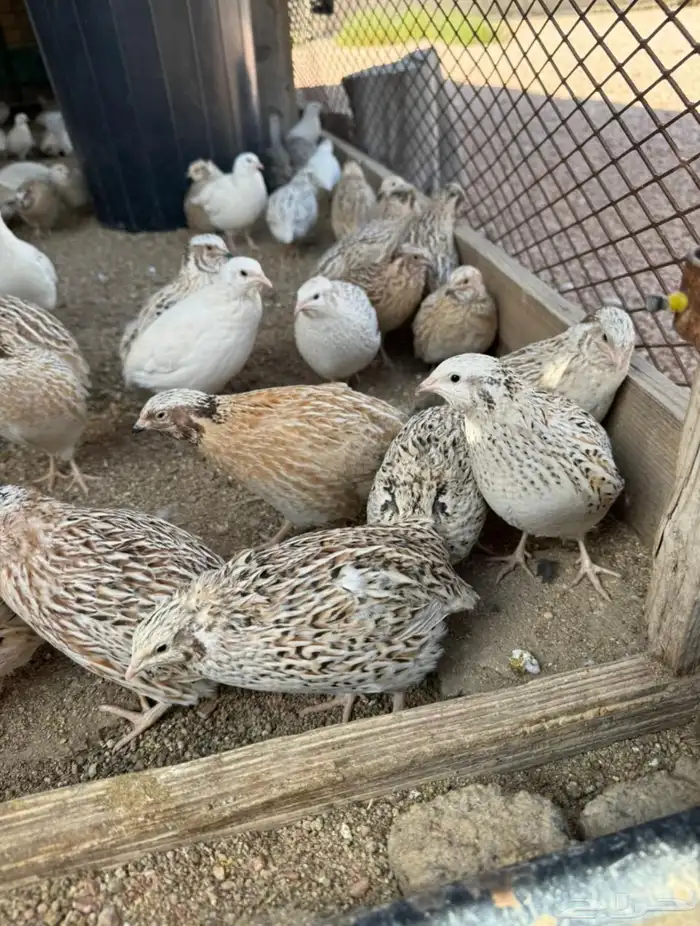 سمان كبار شحم الجوز 8ريال 2
