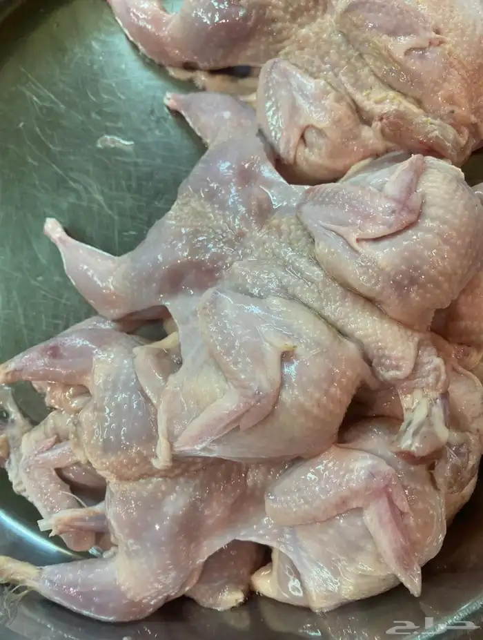 سمان كبار شحم الجوز 8ريال 1