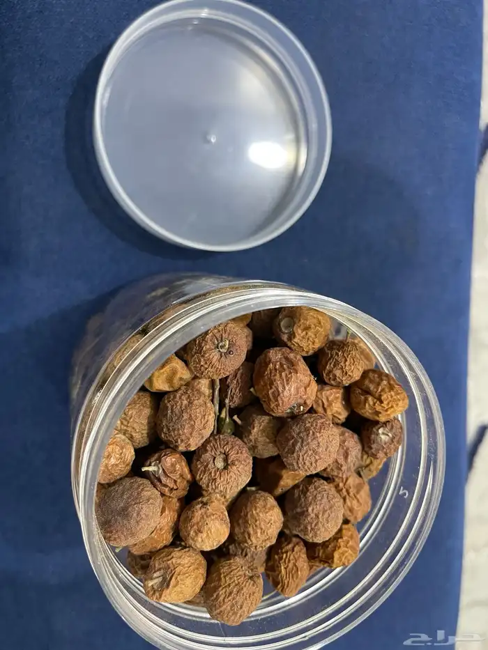 بذور سدر بلدي 0