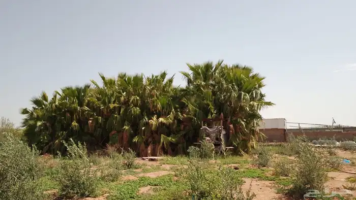 نخل امريكي 0