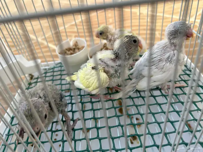 فروخ بادجي تحت الغر مع فرخ روز 2