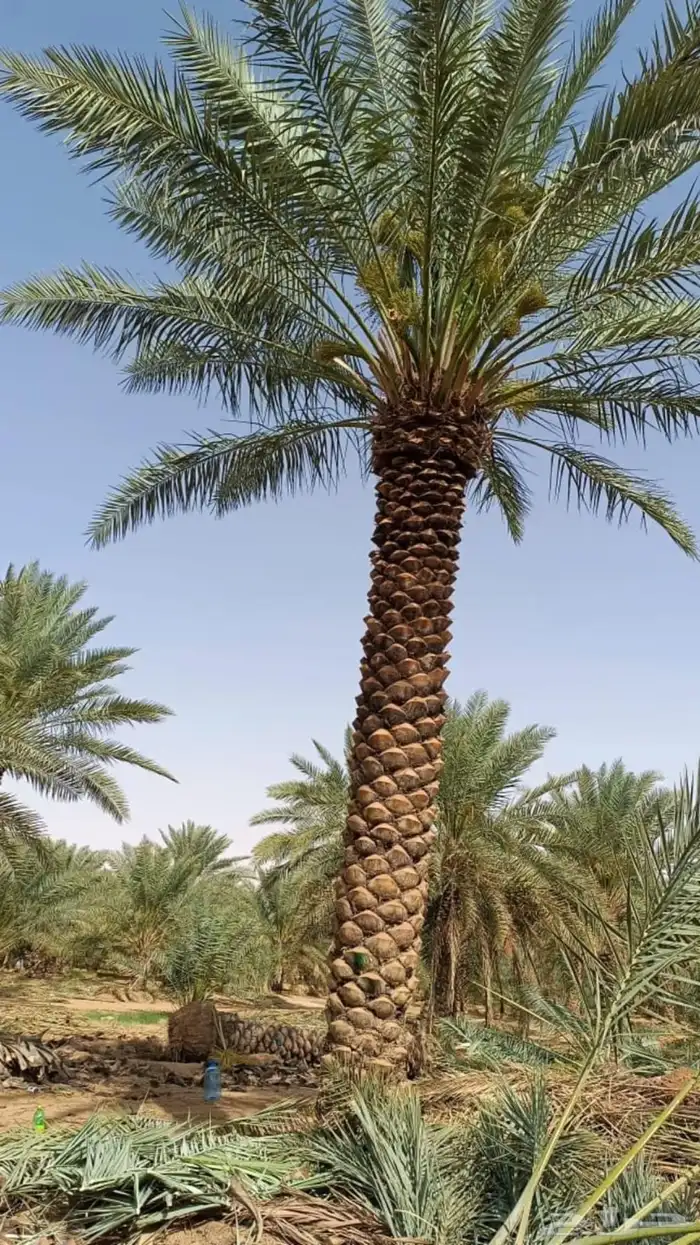 توريد نخيل واشجار الزيتون وتنسيق حدائق 0