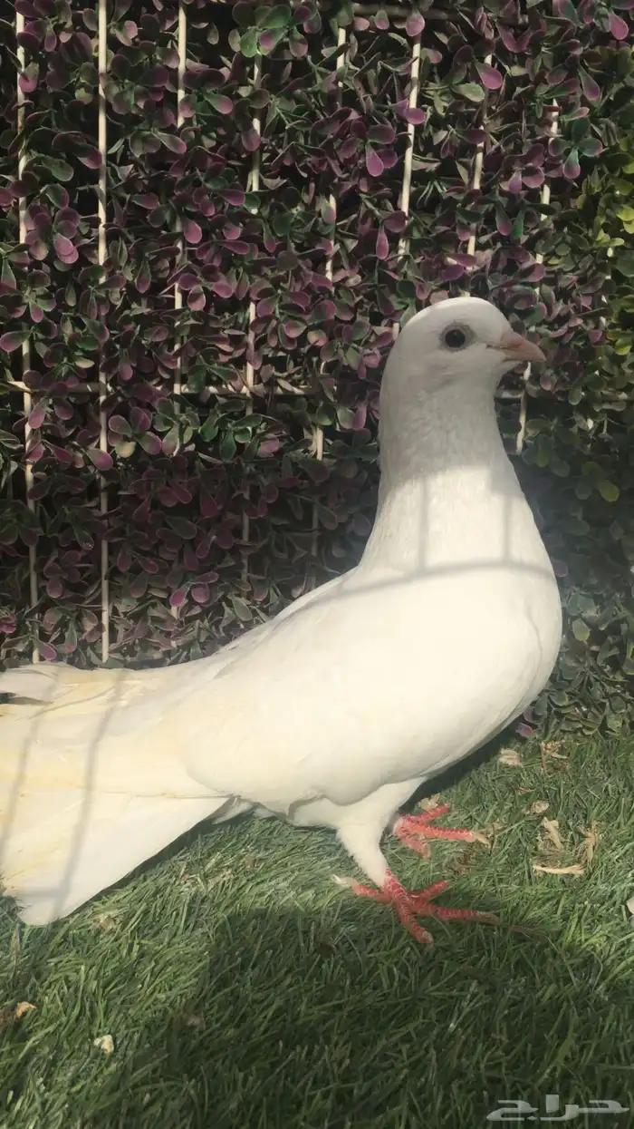 حمام شامي 16