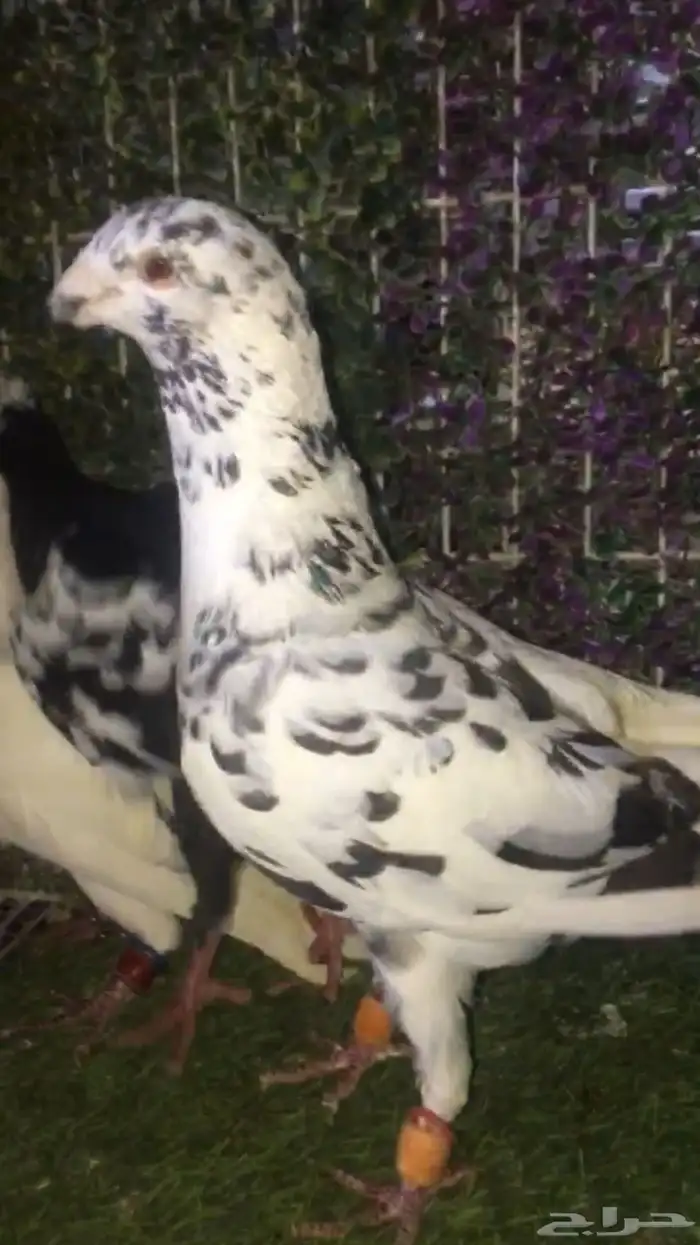 حمام شامي 25
