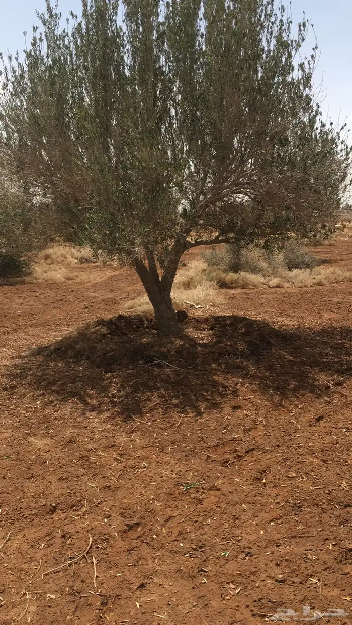 توريد نخيل واشجار الزيتون وتنسيق حدائق 63