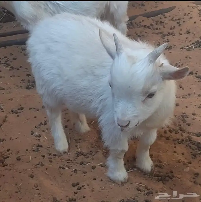 معزاء ماعز قزم الماعز القزم 27