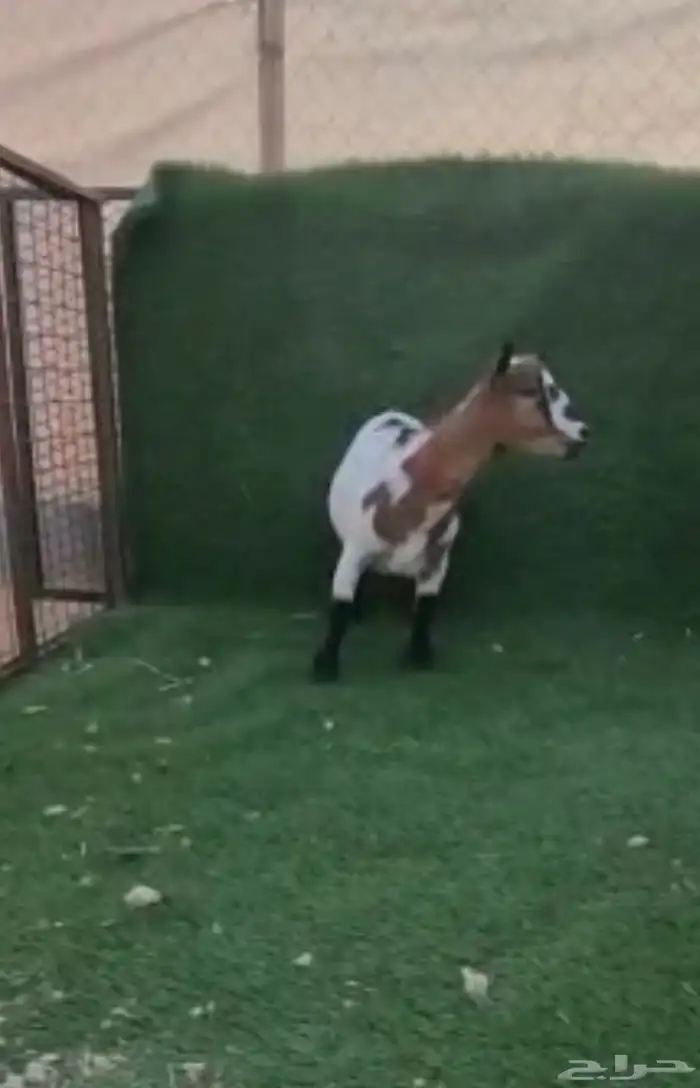 معزاء ماعز قزم الماعز القزم 23