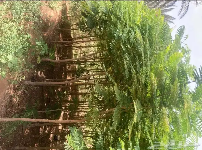توريد نخيل واشجار الزيتون وتنسيق حدائق 35