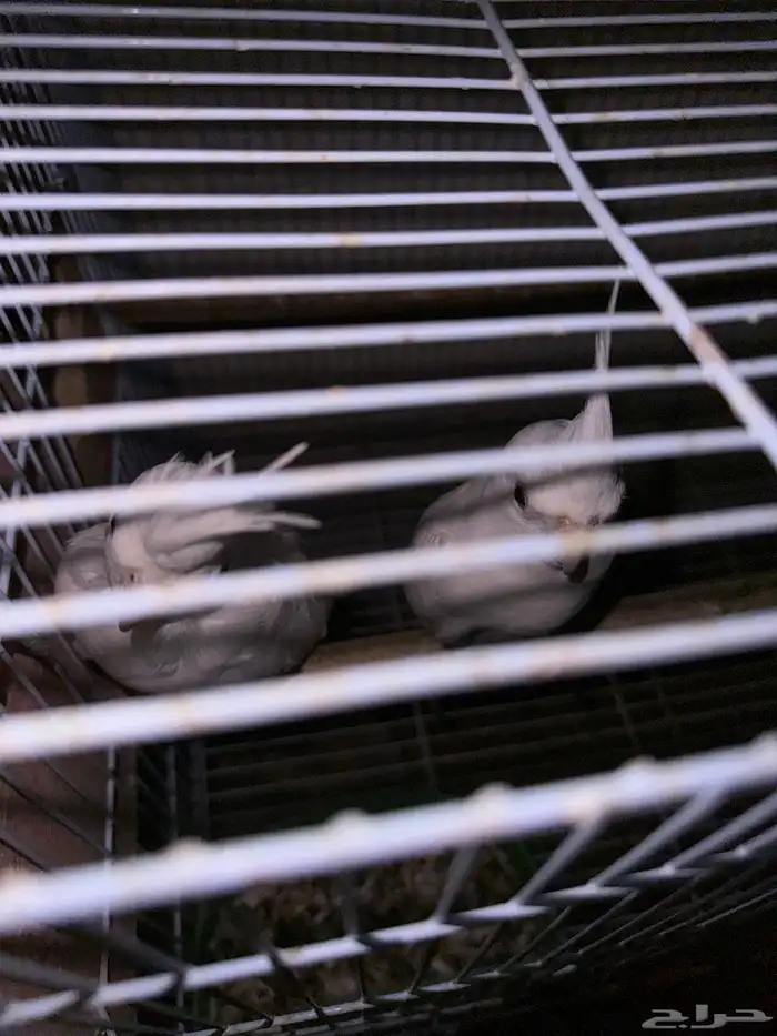 زوج كروان البينو مبيض 2