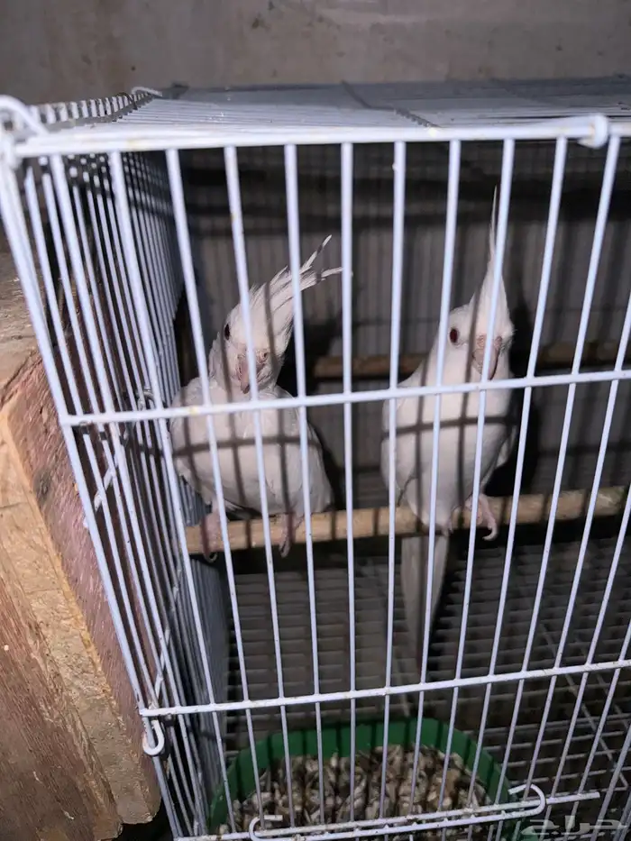 زوج كروان البينو مبيض 0