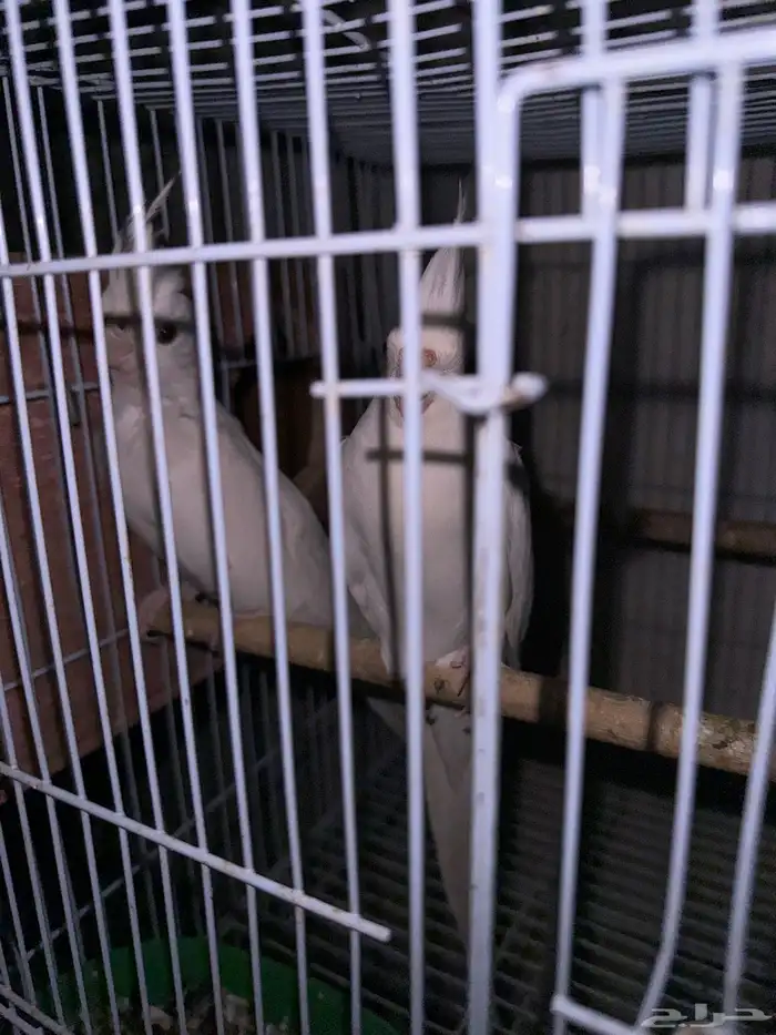 زوج كروان البينو مبيض 1