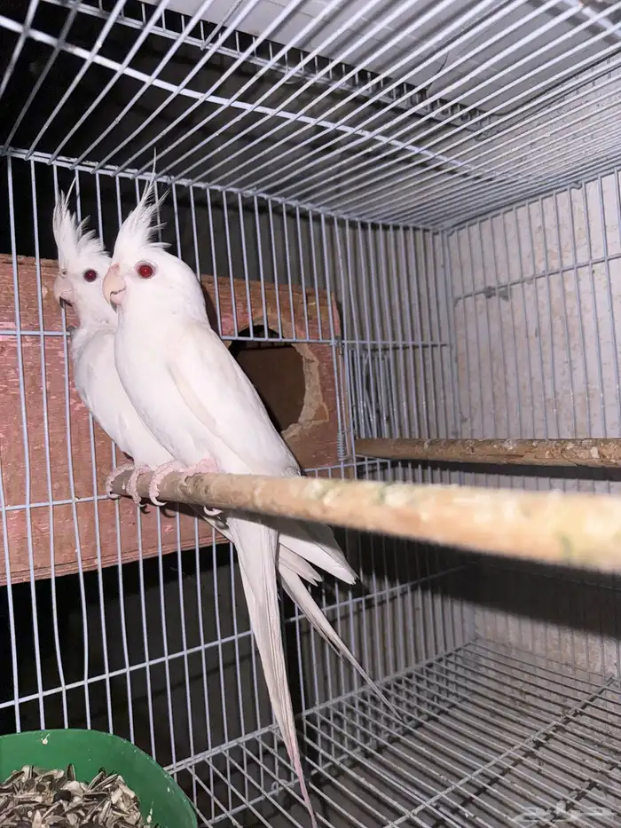 زوج كروان البينو مبيض 3