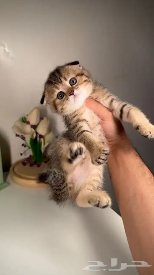 قطط للبيع قطط الرياض سكوتش هملايا شيرازي متجر قطط اقساط تابي 0