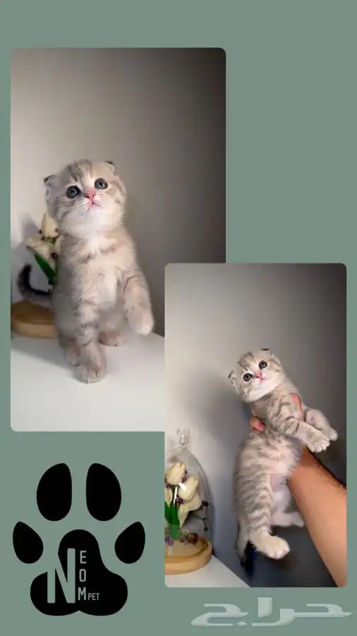 قطط للبيع قطط الرياض سكوتش هملايا شيرازي متجر قطط اقساط تابي 2