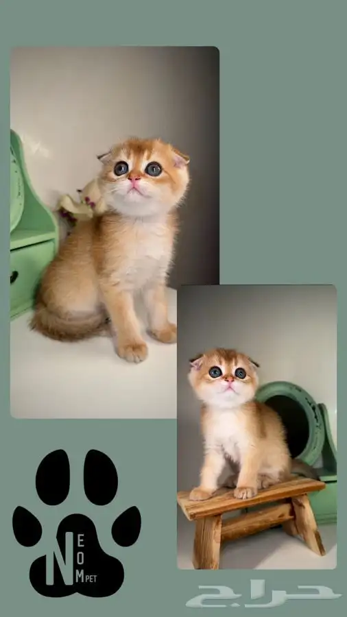 قطط للبيع قطط الرياض سكوتش هملايا شيرازي متجر قطط اقساط تابي 3