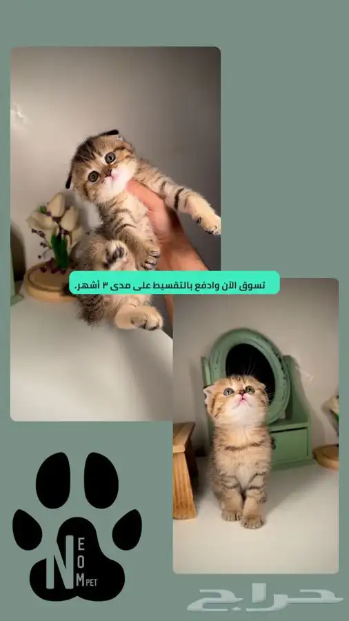 قطط للبيع قطط الرياض سكوتش هملايا شيرازي متجر قطط اقساط تابي 1