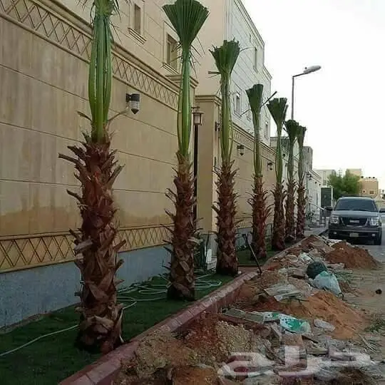 اشجار ونخيل 1
