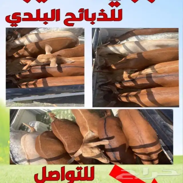 ذبايح مرابي عسير 23