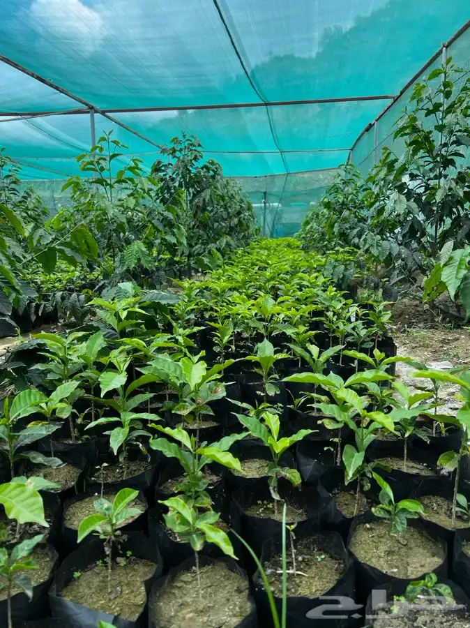 شتلات   قهوه بن 2