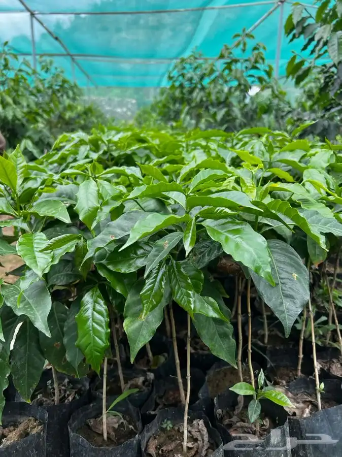 شتلات   قهوه بن 0