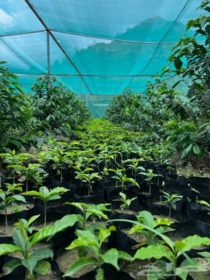 شتلات   قهوه بن 3