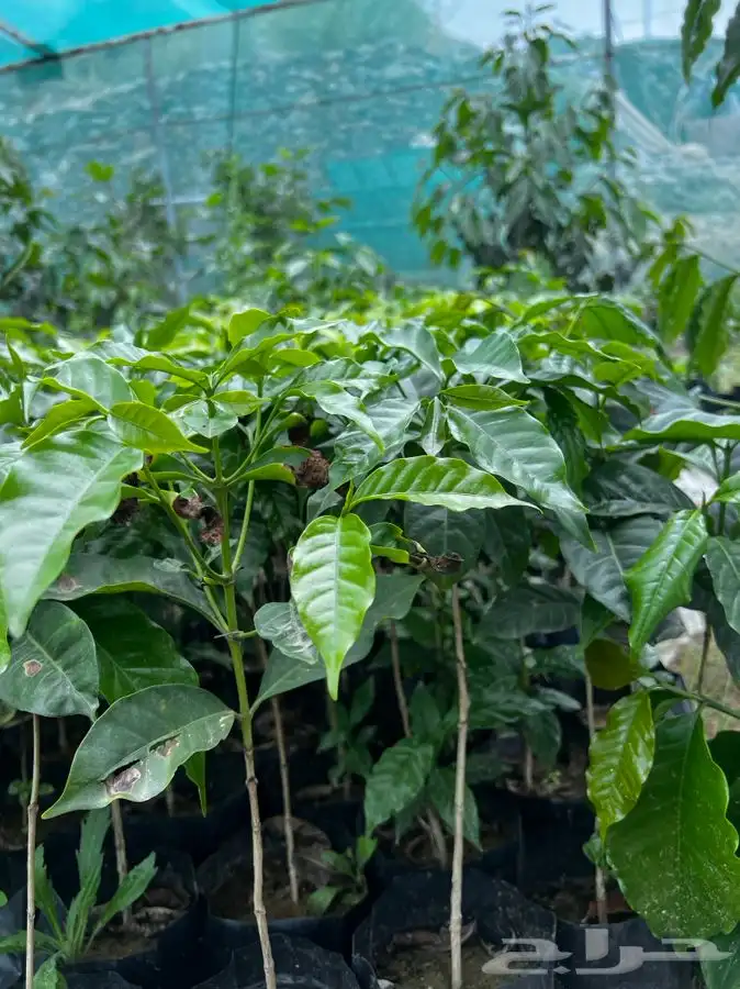 شتلات   قهوه بن 1