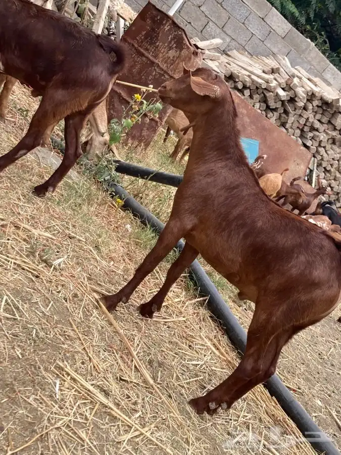 ذبايح مرابي عسير 3