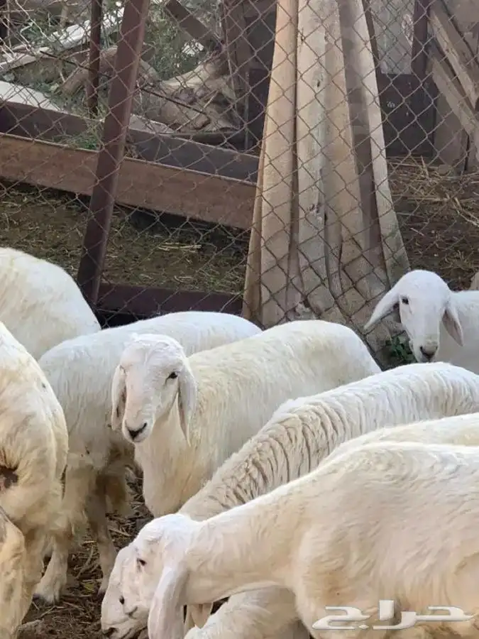 ذبايح مرابي عسير 0