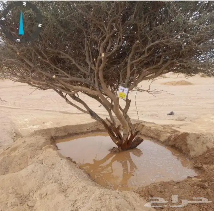 اشجار ونخيل 5