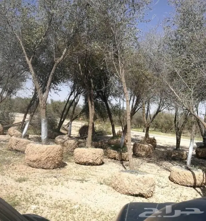 اشجار ونخيل 9
