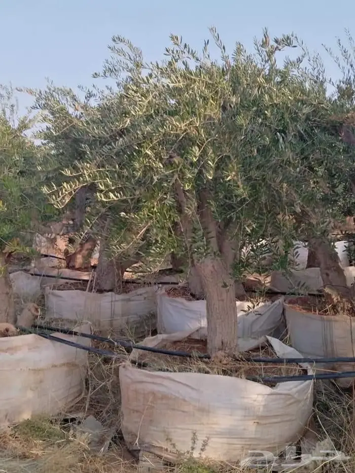 اشجار ونخيل 7