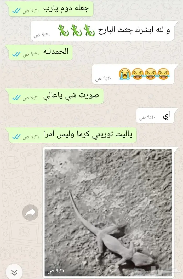 معجون القضاء على الوزغ 7