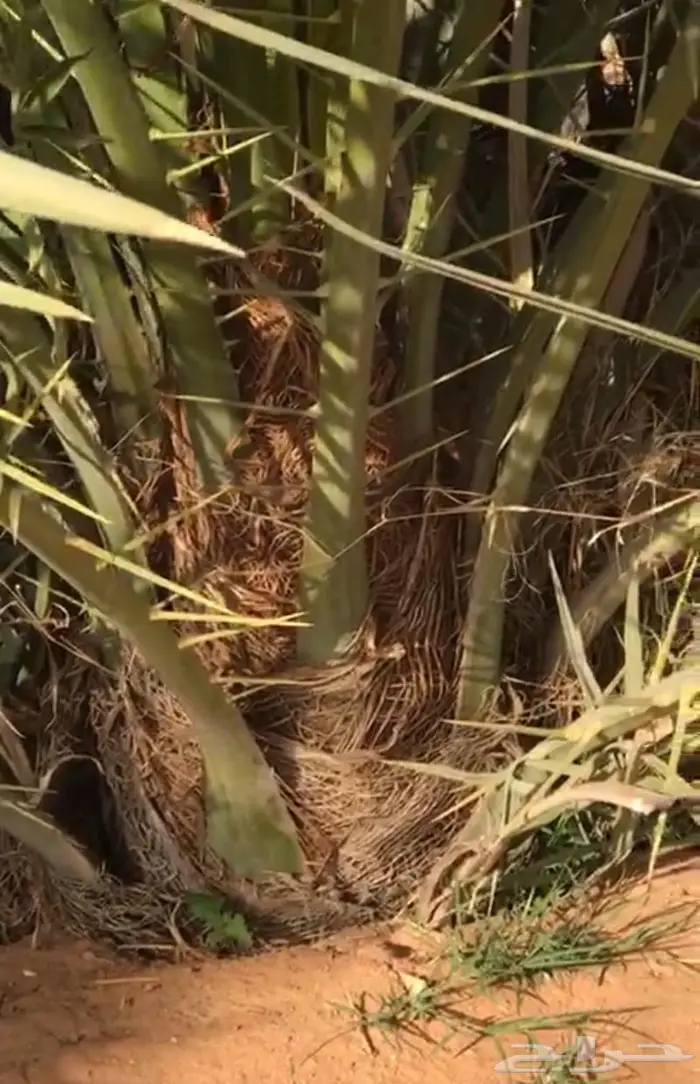 نخل خلاص اشيقر 3