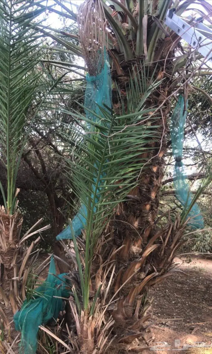 نخل خلاص اشيقر 7