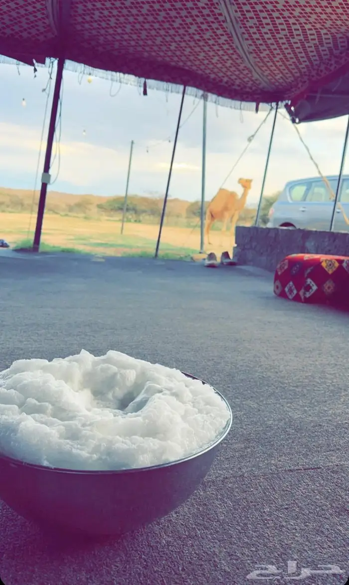 حليب ابل خلفات طازج بجدة حلب يومي .. وتوصيل داخل جدة للبيت 6