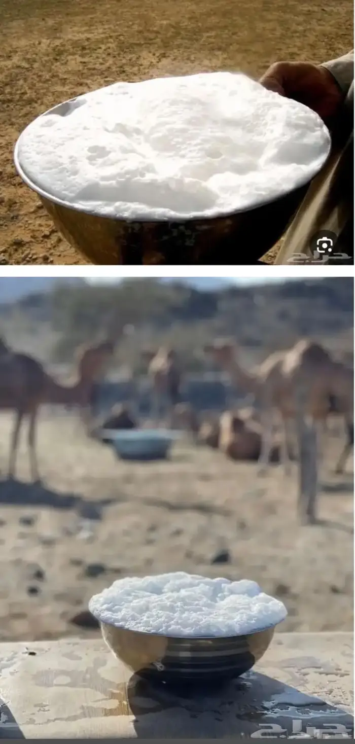 حليب ابل خلفات طازج بجدة حلب يومي .. وتوصيل داخل جدة للبيت 2