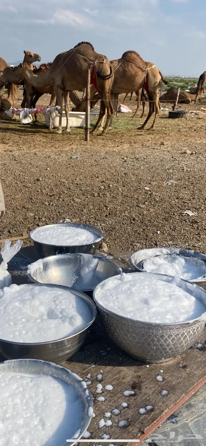 حليب ابل خلفات طازج بجدة حلب يومي .. وتوصيل داخل جدة للبيت 7