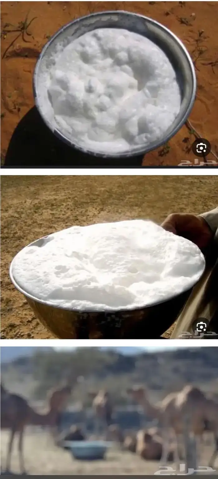 حليب ابل خلفات طازج بجدة حلب يومي .. وتوصيل داخل جدة للبيت 4