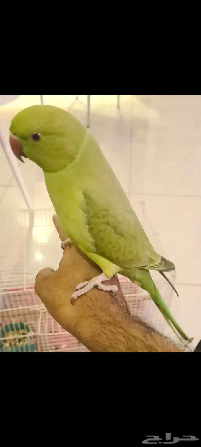 دره اليف ومتكلم 0