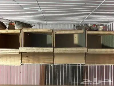 طيور الزيبرا هولندا الطيور طيبه ويلي يبغى الزين يلحق علي 3