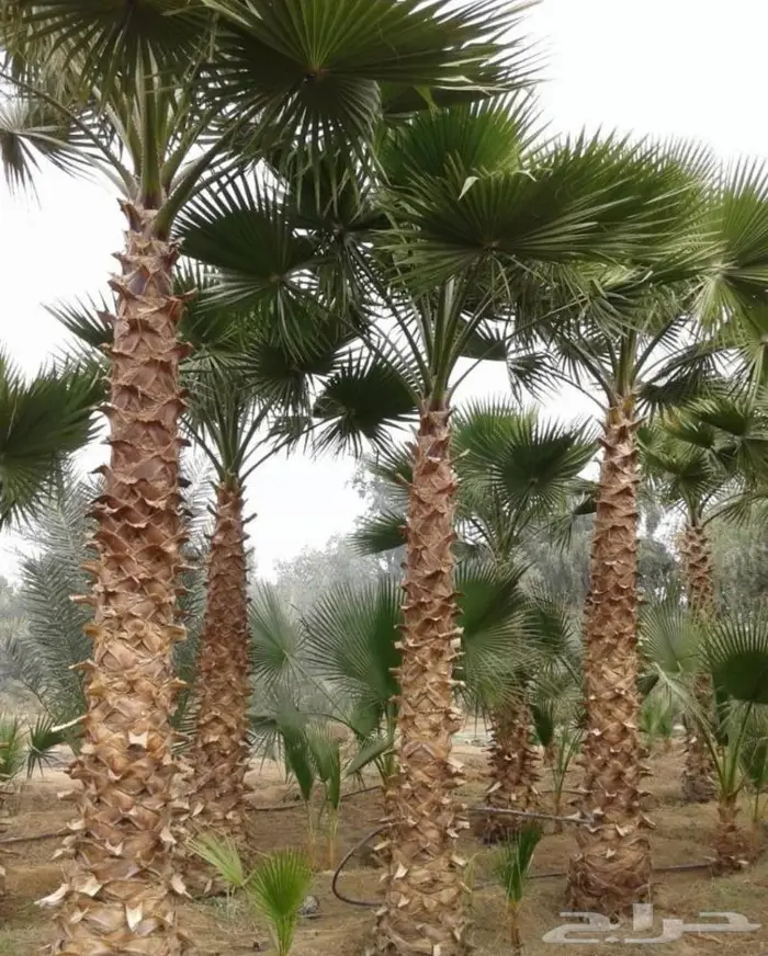 اشجار ونخيل 14
