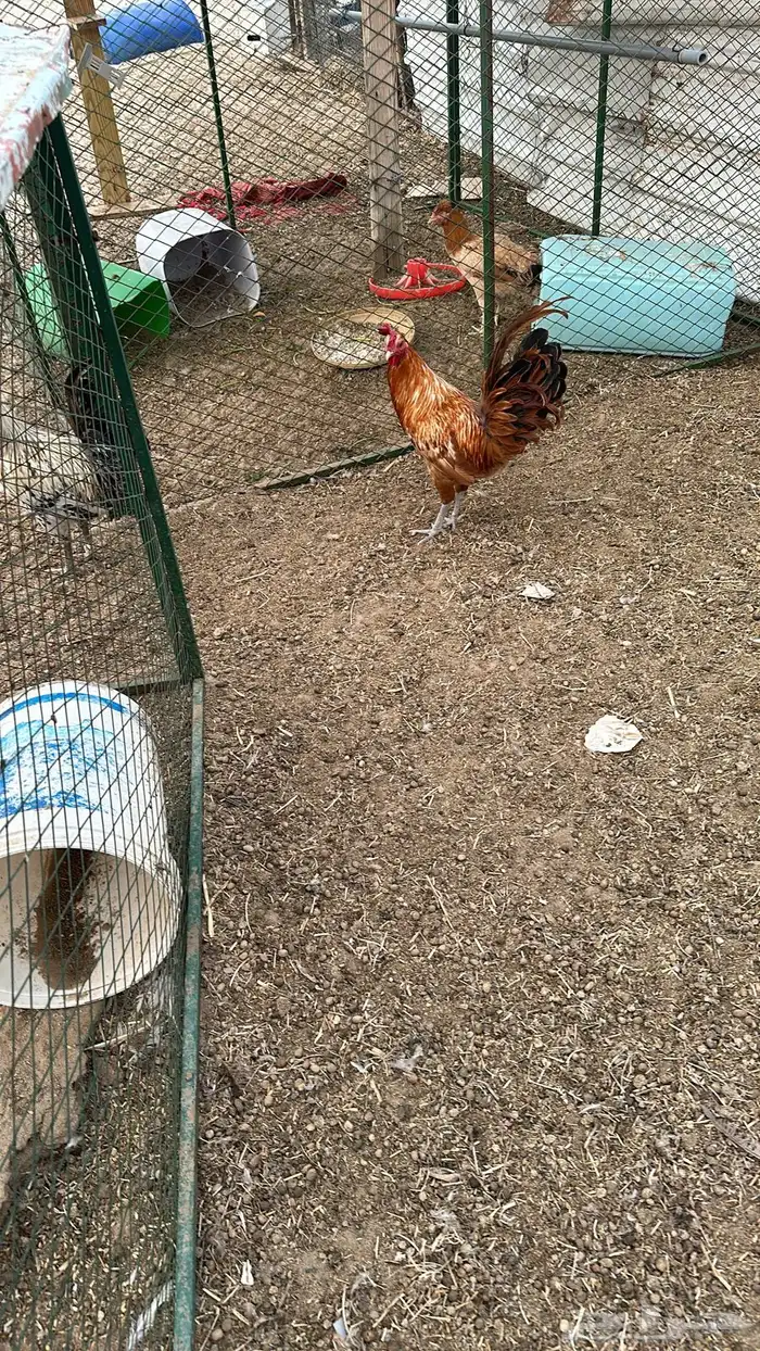 شبوك و3 ديكه مهجنات 4