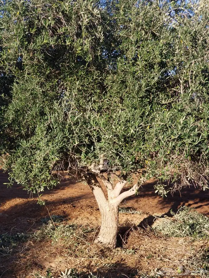 توريد نخيل واشجار الزيتون وتنسيق حدائق 83
