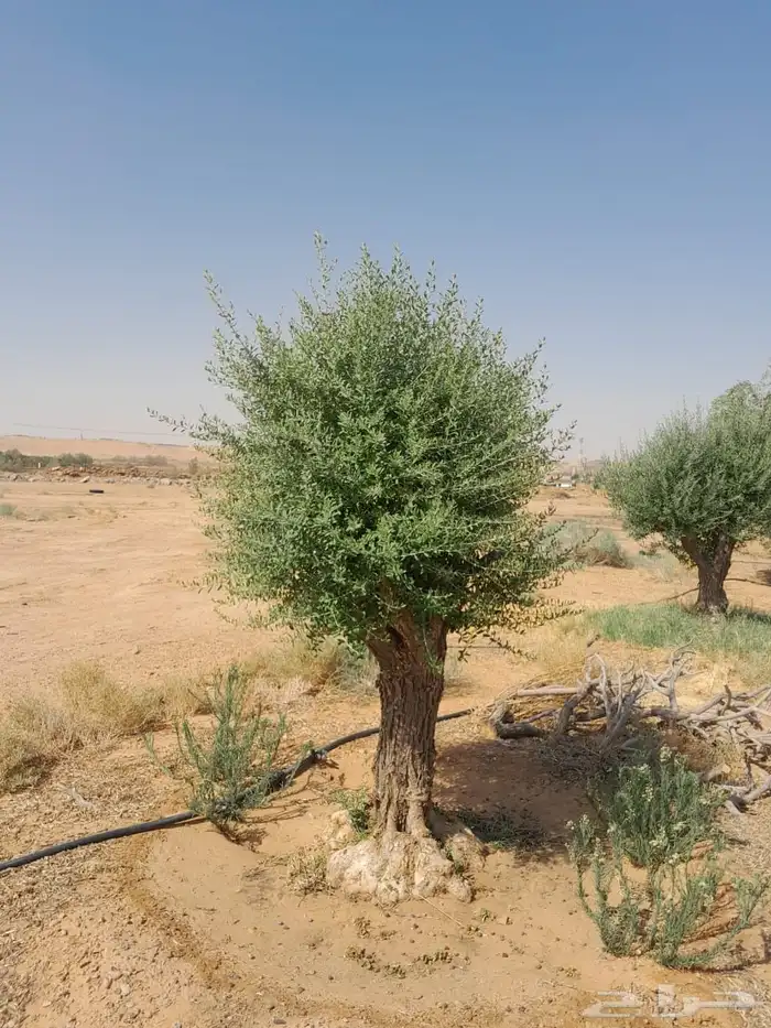 توريد نخيل واشجار الزيتون وتنسيق حدائق 46