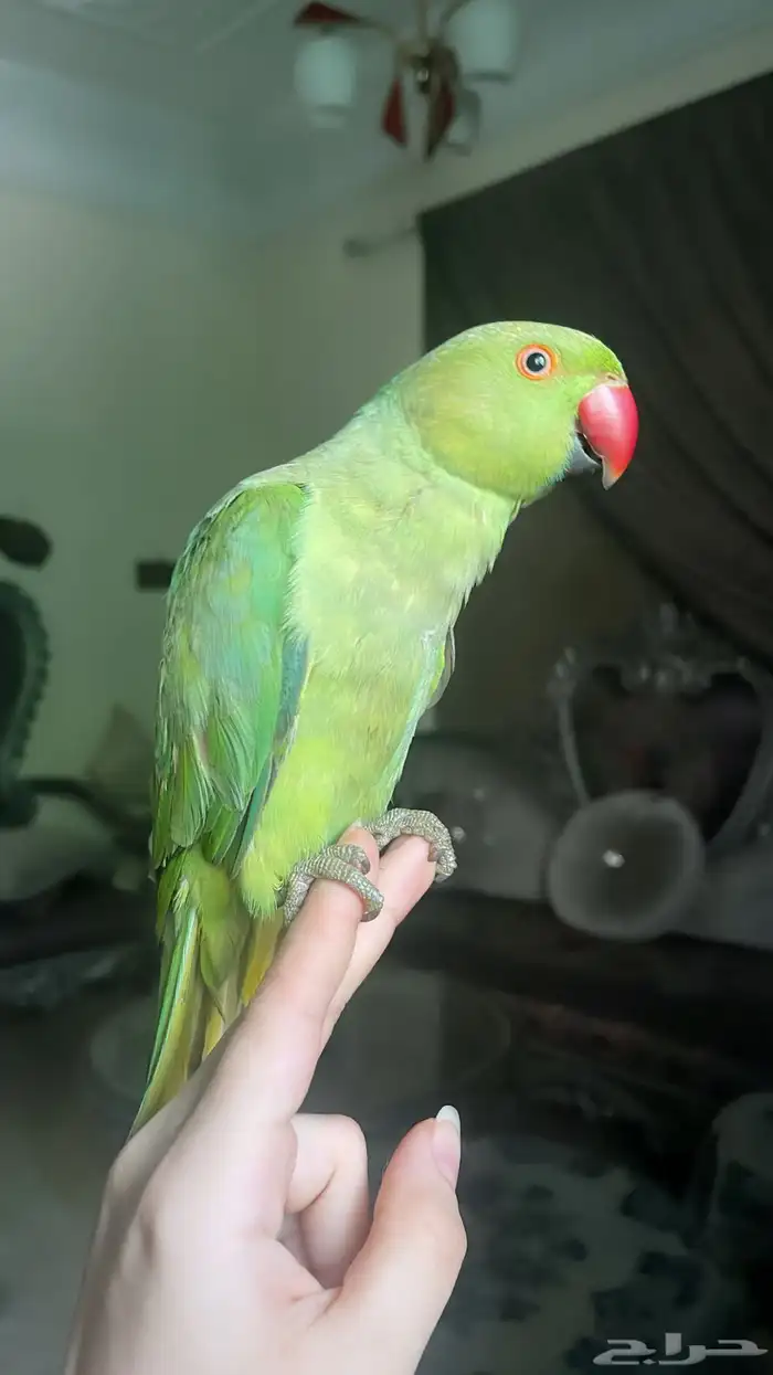 للبيع ببغاء اليف 13