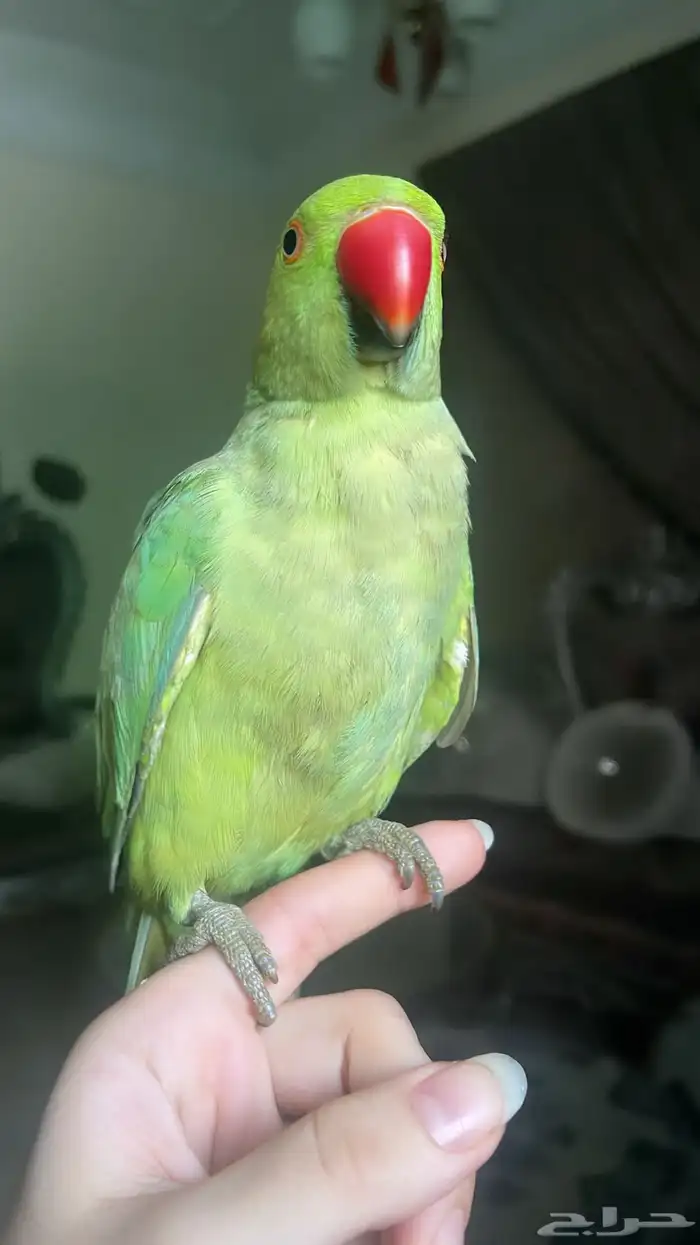 للبيع ببغاء اليف 12