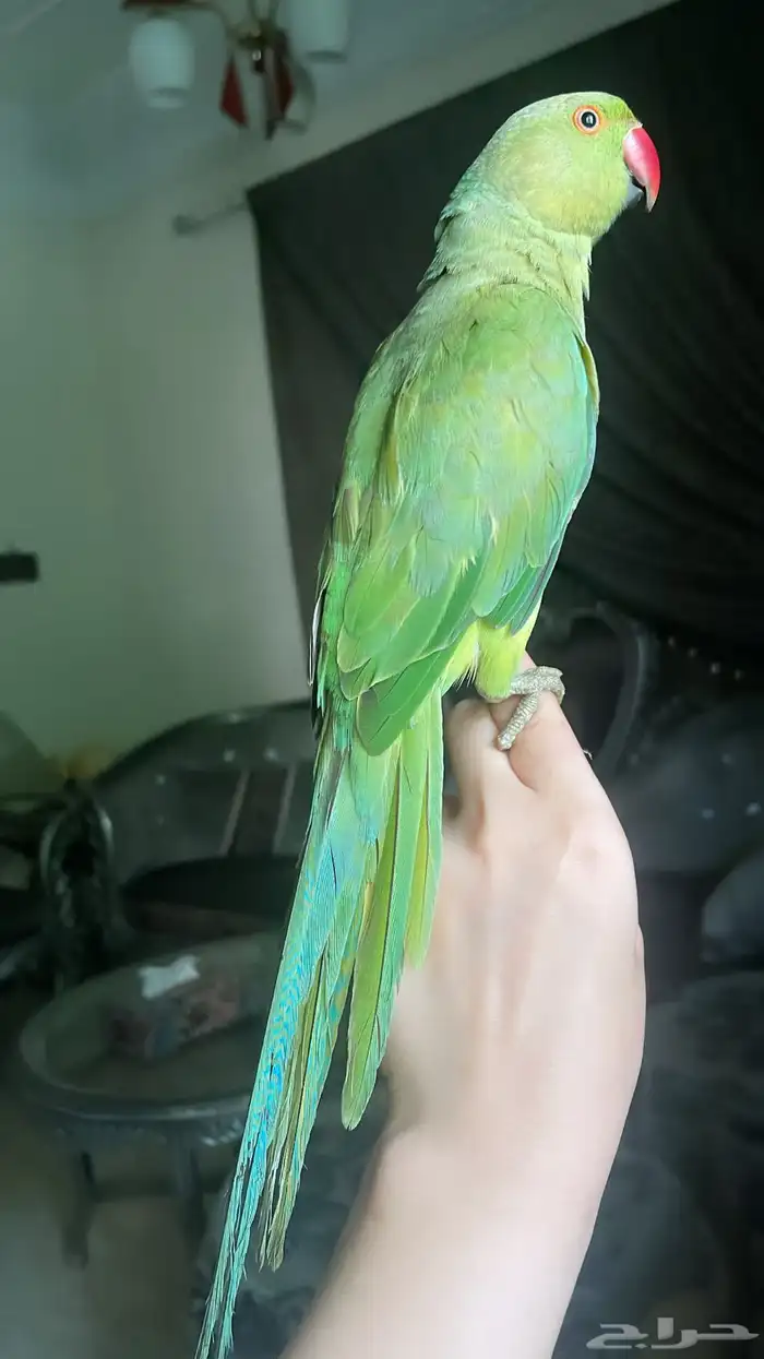 للبيع ببغاء اليف 2
