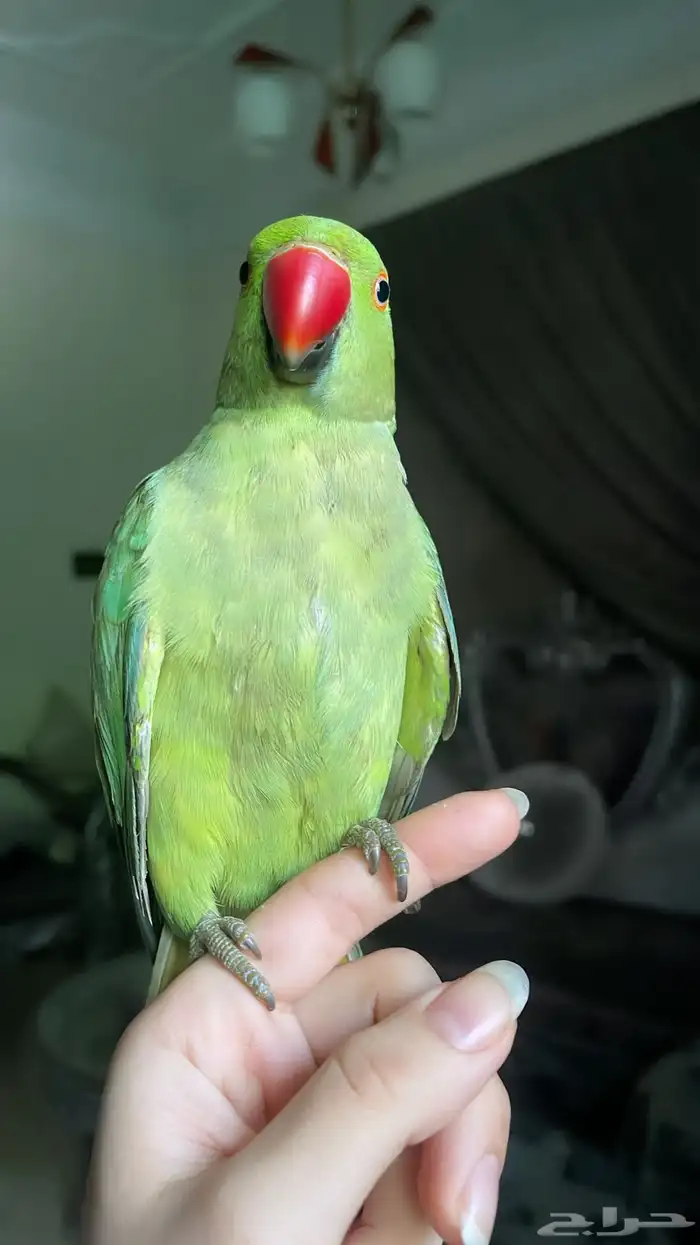 للبيع ببغاء اليف 1