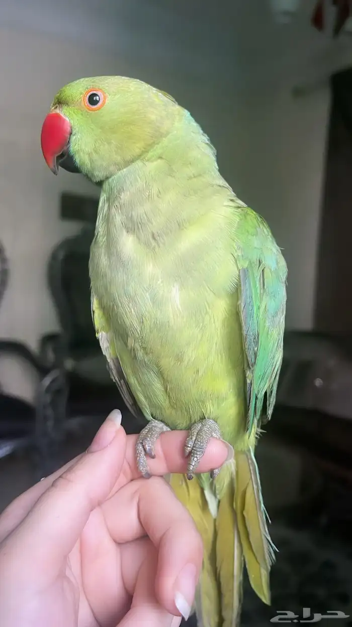 للبيع ببغاء اليف 10